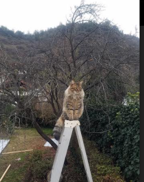 双线辉煌,辽宁队跨国淘汰篮网,切特东决接管比赛奠定胜局